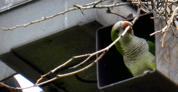 monk parakeets